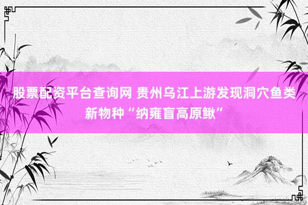 股票配资平台查询网 贵州乌江上游发现洞穴鱼类新物种“纳雍盲高原鳅”