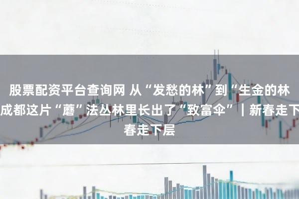 股票配资平台查询网 从“发愁的林”到“生金的林” 成都这片“蘑”法丛林里长出了“致富伞”｜新春走下层